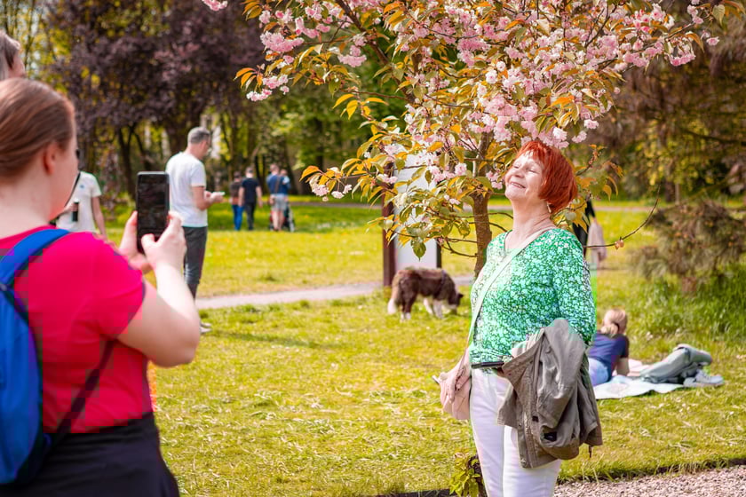 Piknik Kultury Japońskiej w parku Szczytnickim 14 kwietnia