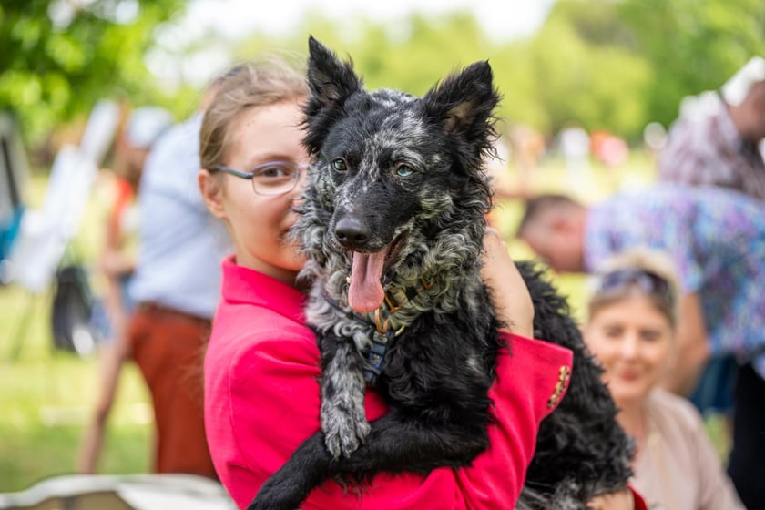 Wystawy Ps&oacute;w Rasowych: szpice i psy pierwotne (3.05.2024)&nbsp;