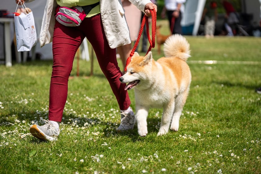 Wystawy Ps&oacute;w Rasowych: szpice i psy pierwotne (3.05.2024)&nbsp;