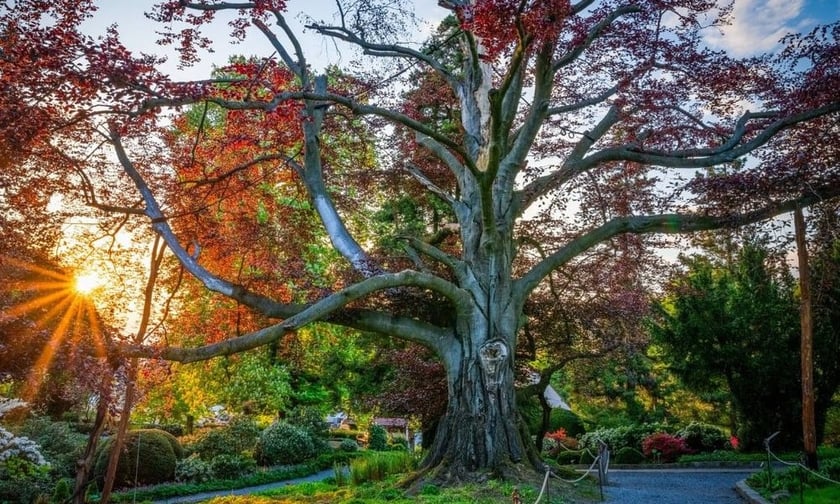 Słynny buk pospolity z Arboretum Wojsławice&nbsp;