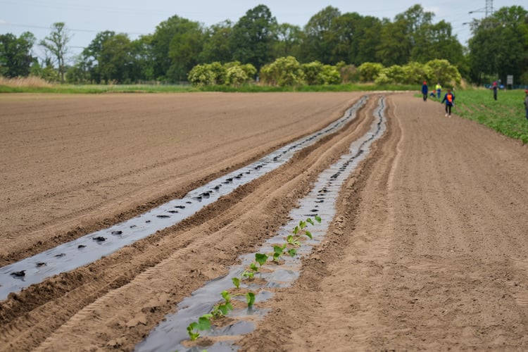Farma Miejska z eko warzywami dla najmłodszych wrocławian