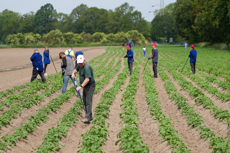 Farma Miejska z eko warzywami dla najmłodszych wrocławian