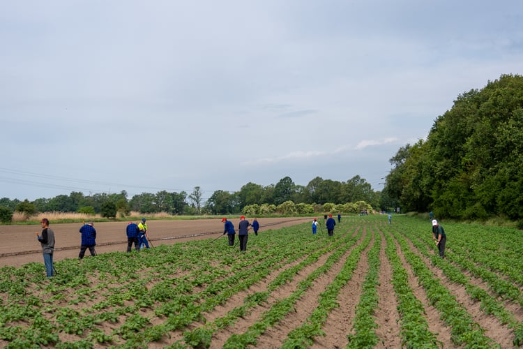 Farma Miejska z eko warzywami dla najmłodszych wrocławian