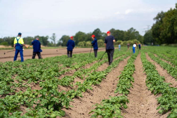 Farma Miejska z eko warzywami dla najmłodszych wrocławian