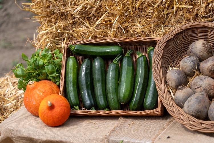 Farma Miejska z eko warzywami dla najmłodszych wrocławian