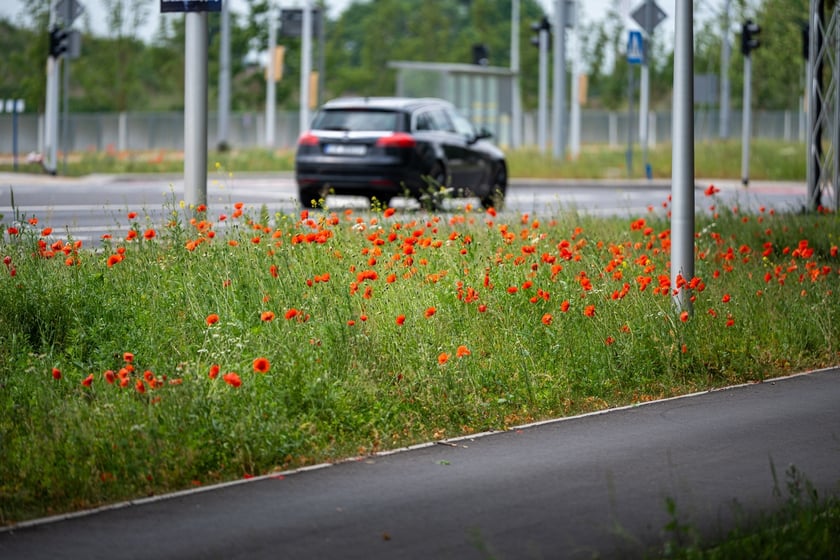 Kwitnące maki przy ul. Kosmonautów