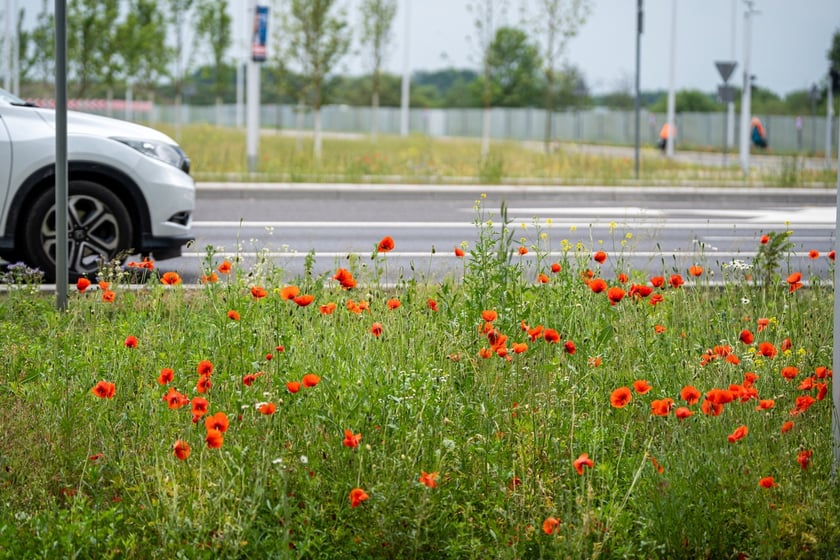 Kwitnące maki przy ul. Kosmonautów