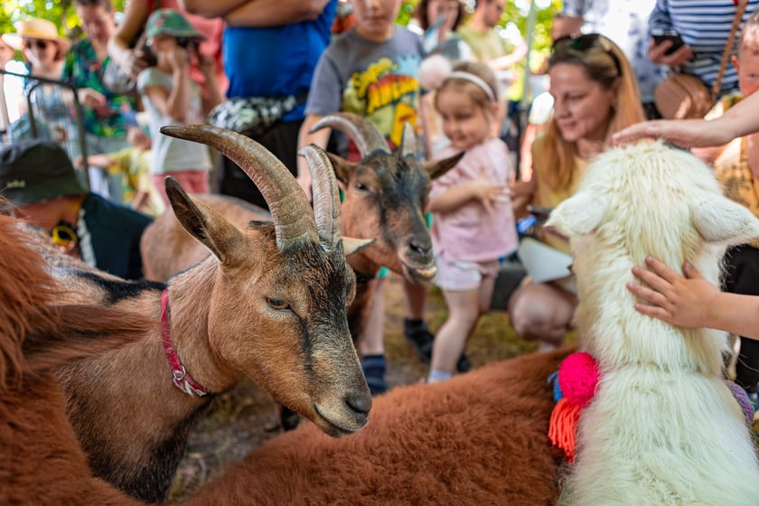 Dzień Otwarty MPK 2024 na zajezdni Gaj.