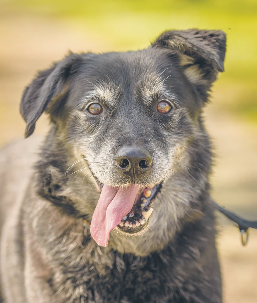 Berta - psia seniorka, która wróciła z adopcji. Ma mocny charakter i jest psią jedynaczką. Dla ludzi jest miła i nadal ma dobrą formę - chętna do spacerów, głaskania. Uwielbia towarzystwo człowieka.