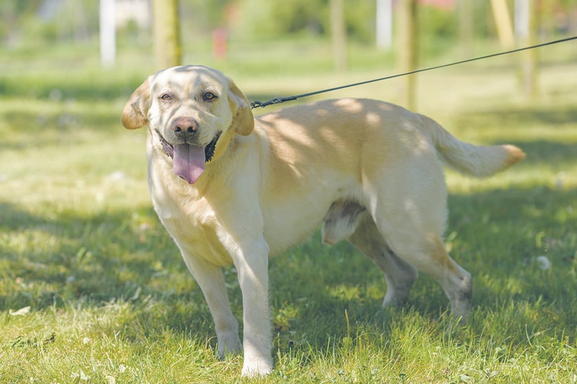 Bieber - około 5-letni labrador biszkoptowy. Do schroniska trafił po wypadku w przeszłości - ma w efekcie problem z poruszaniem się. Jest radosny, wylewny i uwielbia spacery, zwłaszcza w połączeniu z kąpielami.