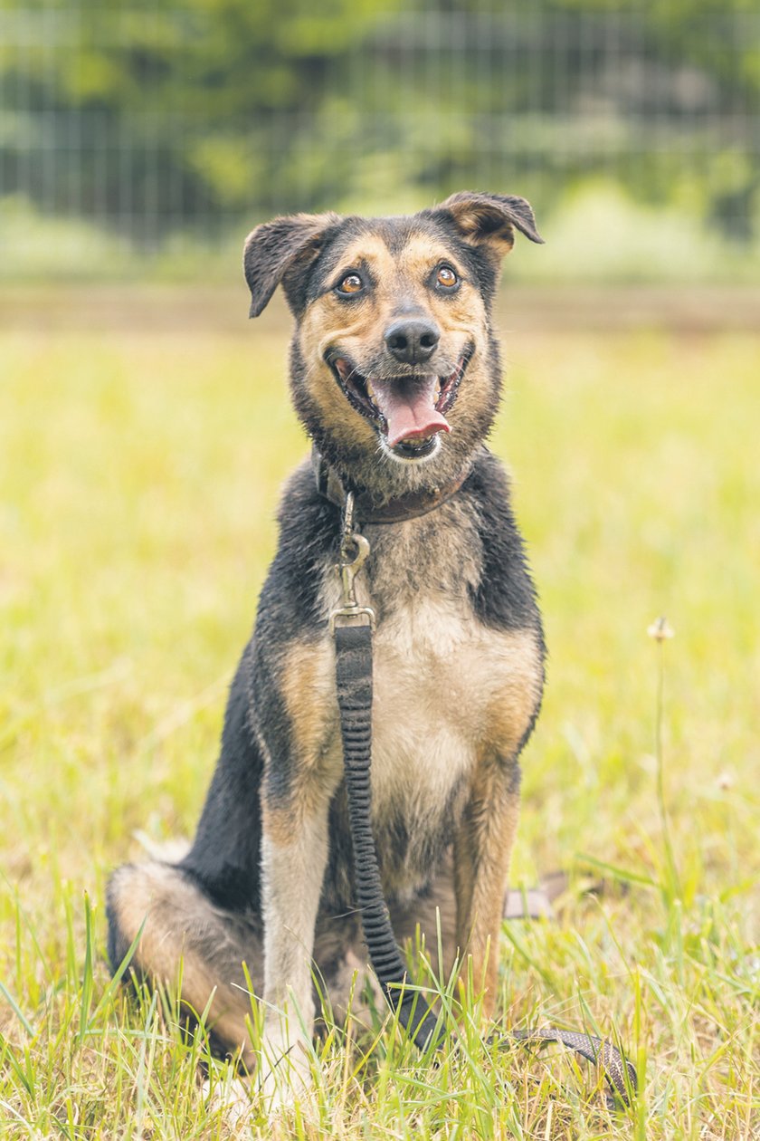 Burbon - około 5-letni pies, do schroniska trafił jako oddany przez właściciela. Jest psem o delikatnej psychice. Lękliwy, troszkę nieufny, ale jak już kogoś pokocha, to całym swoim psim serduchem.