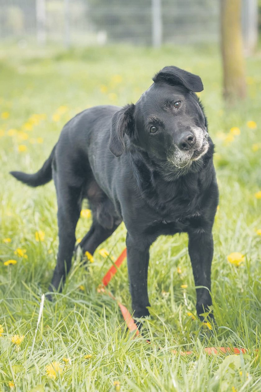 Edgar - jest starszym psem, który trafił do schroniska jako znaleziony. Był w fatalnym stanie - chudy, zapchlony, a do tego po wypadku. Aktualnie czuje się świetnie. Edgar jest przekochanym kundelkiem.