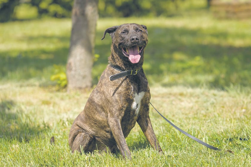 Eli - ma około 7 lat. Jest inteligentnym, towarzyskim i bardzo ufnym psem. Uwielbia spacery i kontakt z człowiekiem. To kochany i szalenie przyjazny pies.