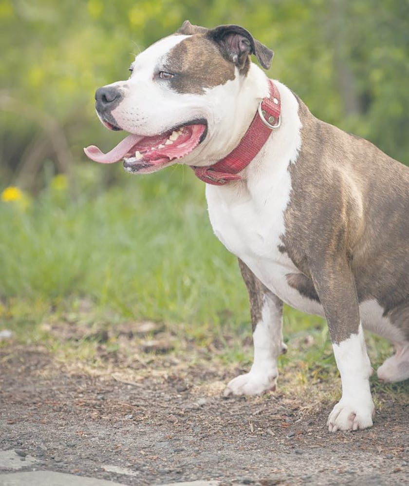 Heniu - to młody amstaff. Miał wiele domów, ale żaden nie zdołał się nim odpowiednio zająć. To pies dla osób doświadczonych. Jest wylewny dla osób, które pozna i pokocha.