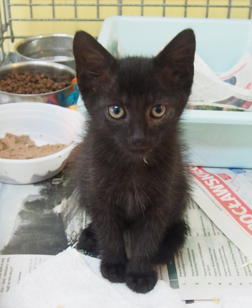 Kocięta do adopcji z wrocławskiego schroniska