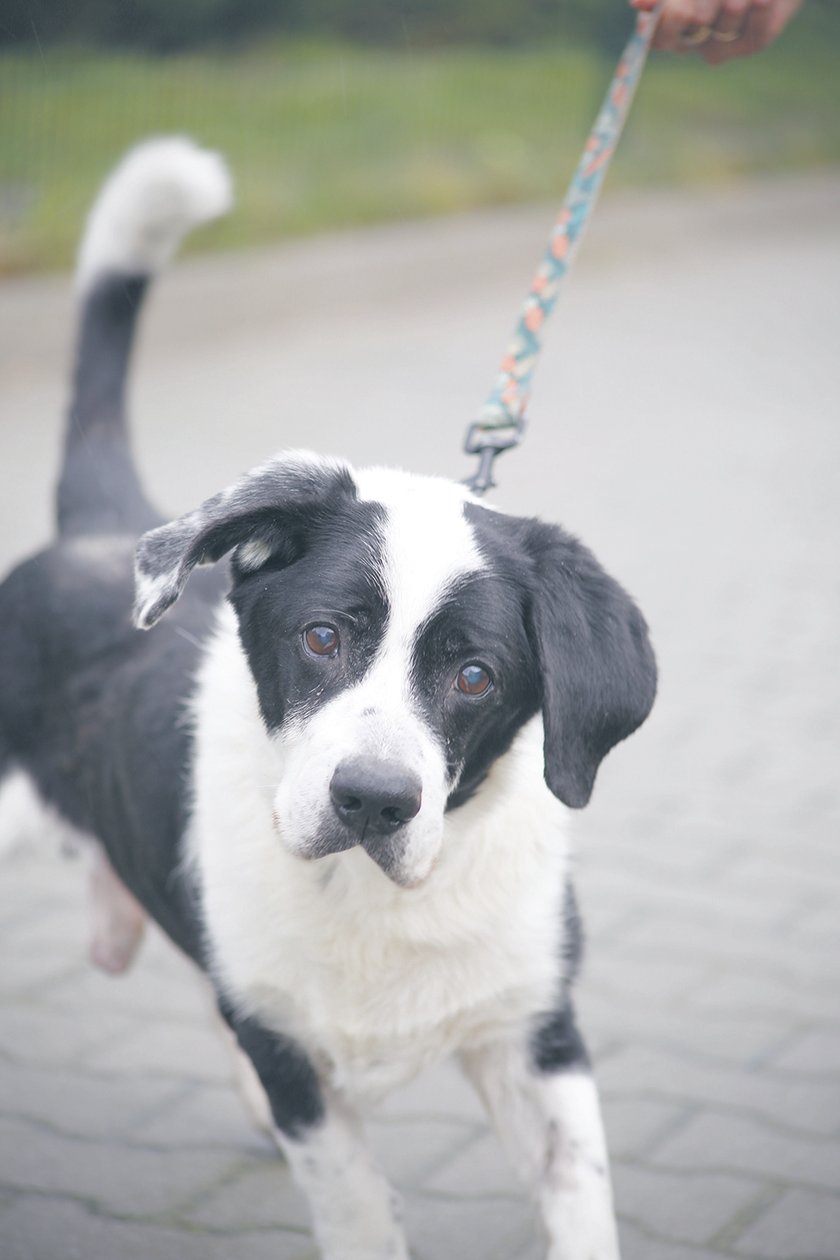 Maksiu - psi emeryt, który trafił do schroniska, bo właściciel się nim źle zajmował. Aktualnie jest w dobrej formie i szuka wspaniałego domu. Jest miłym i spokojnym psem. Nie wymaga już długich spacerów, a wygody, dobrego jedzonka i miłości człowieka.