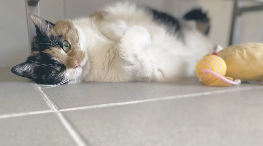 Mila - to 8-letnia otyła kotka, którą do schroniska oddał właściciel. Mila jest oswojona, ale charakterna. Wobec osób, które widzi pierwszy raz, zachowuje dystans. Dla ludzi, których pozna i polubi, jest miła, daje im się brać na ręce.