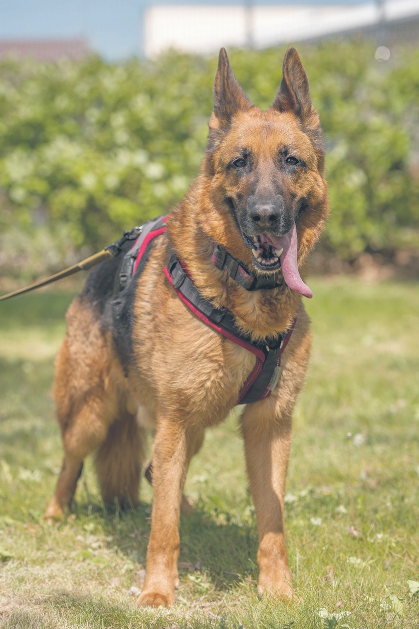 Morus - przepiękny owczarek niemiecki w średnim wieku. Nikt o niego nie pyta, a szkoda, bo to wspaniały pies. Jest kontaktowy, inteligentny i towarzyski. Zna podstawowe komendy, lubi spacery, a zaprzyjaźnionego człowieka wprost uwielbia.