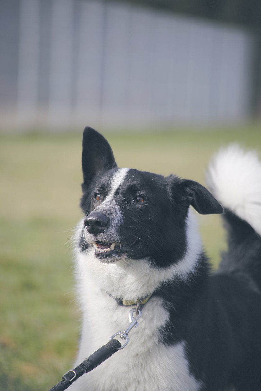 Rufi - młody pies w typie border collie. Miał wiele domów, ale nikt dotychczas sobie z nim nie poradził. Wymaga specjalnej opieki - jest lękliwy, potrzebuje wsparcia. Bardzo mocno związuje się z osobami, które pozna i im zaufa. Jest inteligentny.