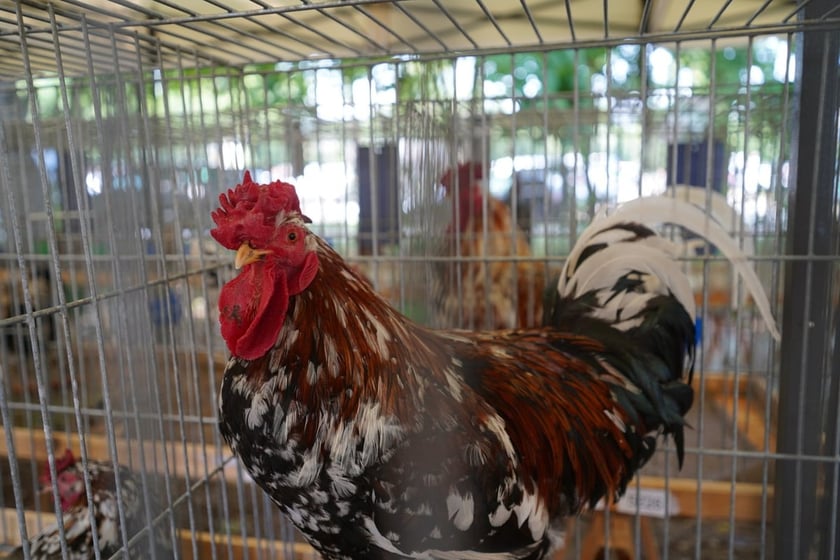 Regionalna Wystawa Zwierząt Hodowlanych we Wrocławiu w 2023 r.