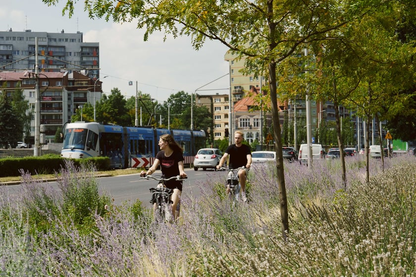 Ozdobne trawy i kwiaty rosnące wokół ścieżki rowerowej na ul. Legnickiej