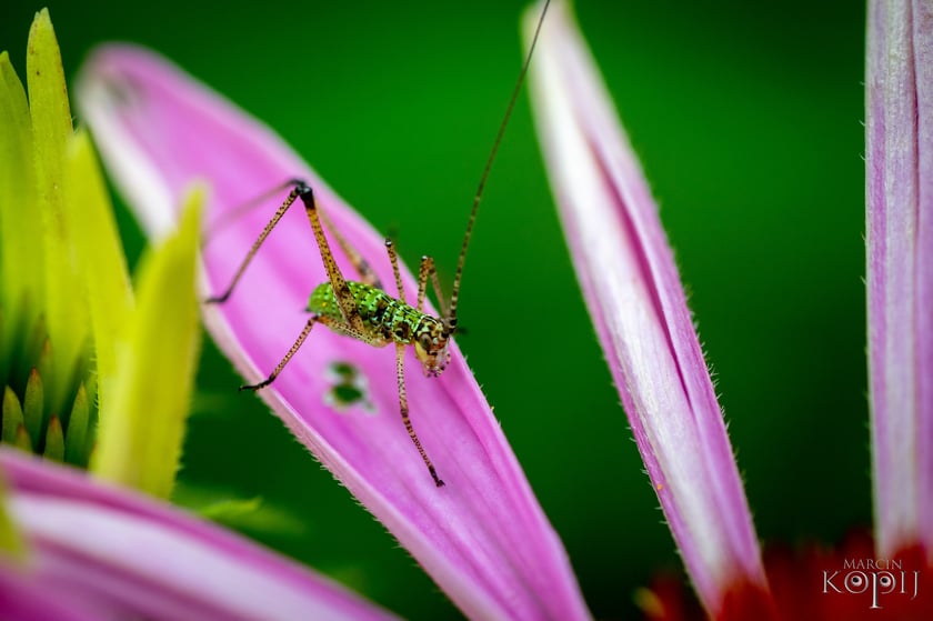 Mieszkańcy łąk i ogrodów Dolnego Śląska. Makrofotografia Marcina Kopija