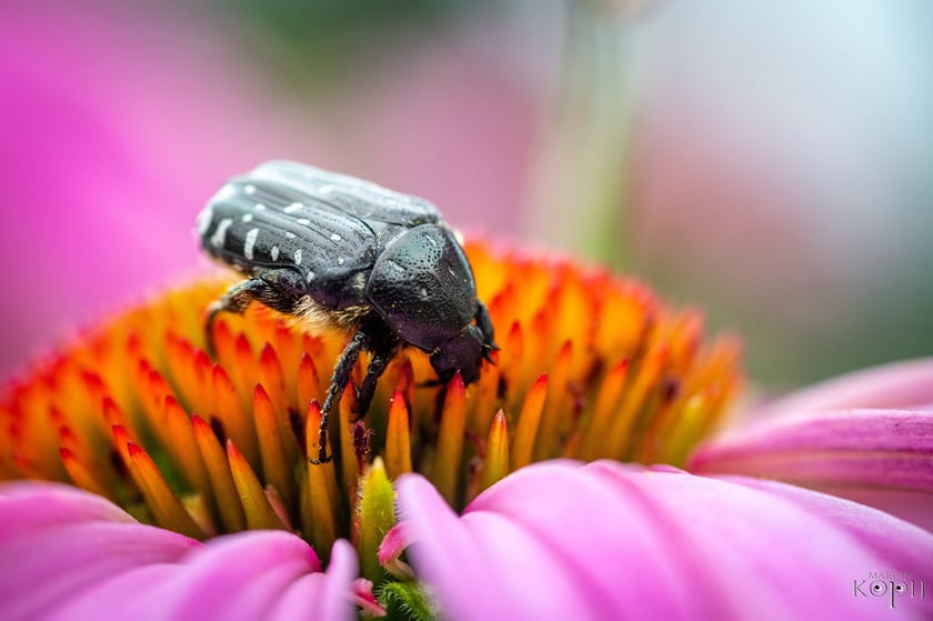 Mieszkańcy łąk i ogrodów Dolnego Śląska. Makrofotografia Marcina Kopija