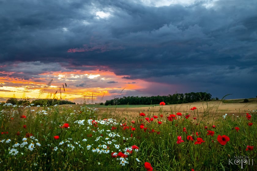 Mieszkańcy łąk i ogrodów Dolnego Śląska. Makrofotografia Marcina Kopija