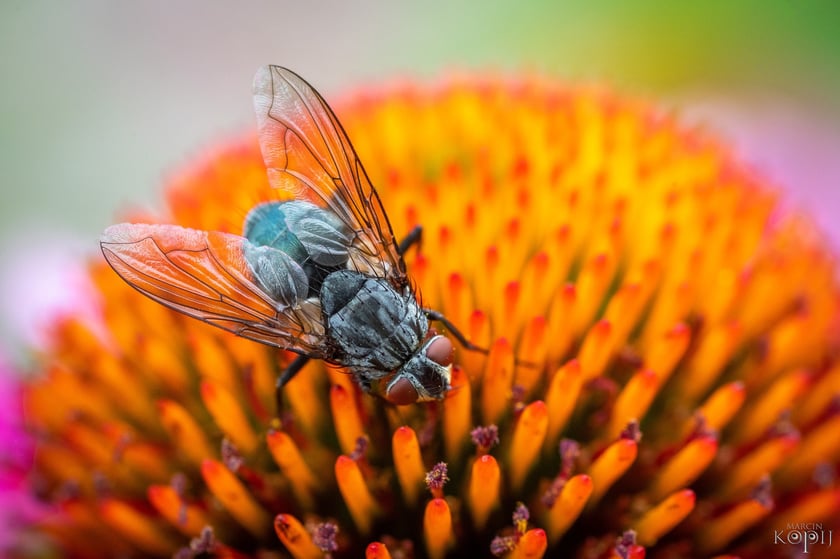 Mieszkańcy łąk i ogrodów Dolnego Śląska. Makrofotografia Marcina Kopija