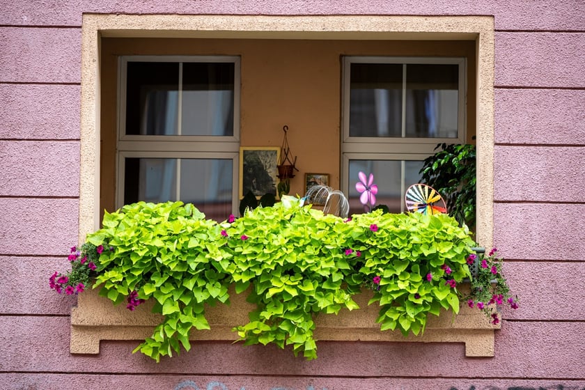 Kamienice i detale architektoniczne na ulicy Nowowiejskiej i sąsiednich ulicach