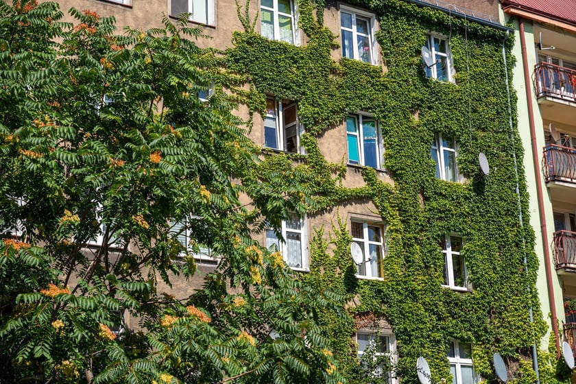 Kamienice i detale architektoniczne na ulicy Nowowiejskiej i sąsiednich ulicach