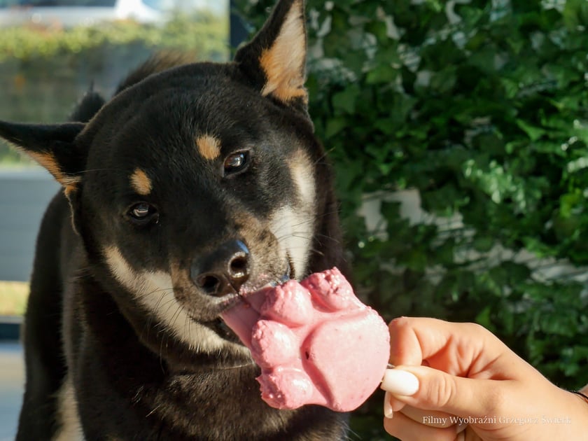 Psy w kawiarni Cake Dogs