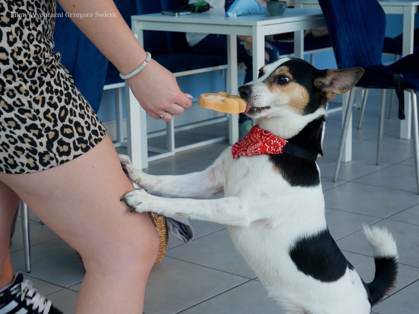 Psy w kawiarni Cake Dogs