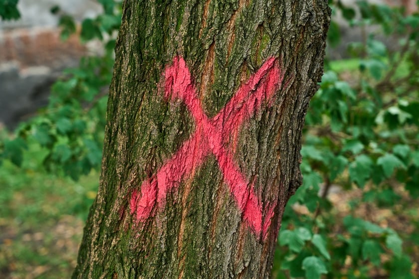 Wycinka drzew na kleczkowskim podwórku została na razie wstrzymana.