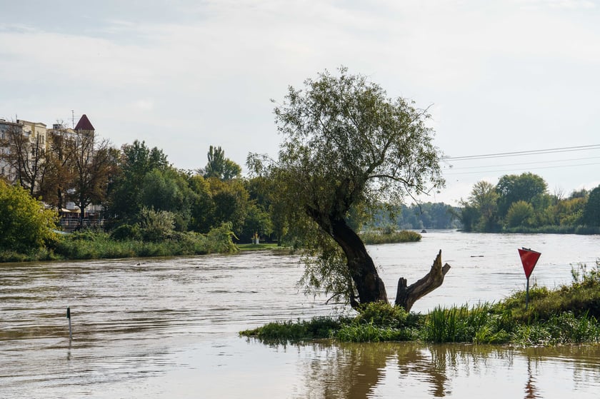 Odra