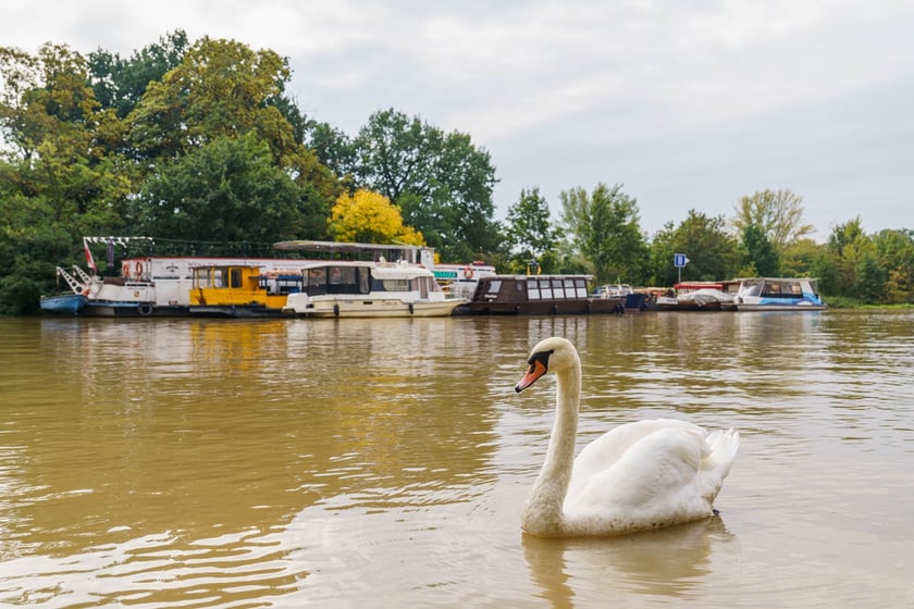 Statki i łodzie wrocławskiej żeglugi wycieczkowej na Odrze w okresie zagrożenia powodzią