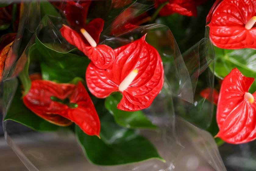 Festiwal Roślin we Wrocławiu - 28.09.2024