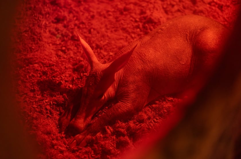 Nocowanie w Afrykarium
