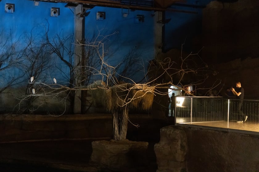 Nocowanie w Afrykarium