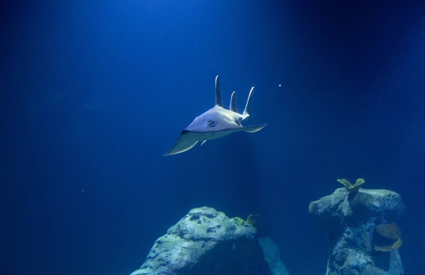 Nocowanie w Afrykarium