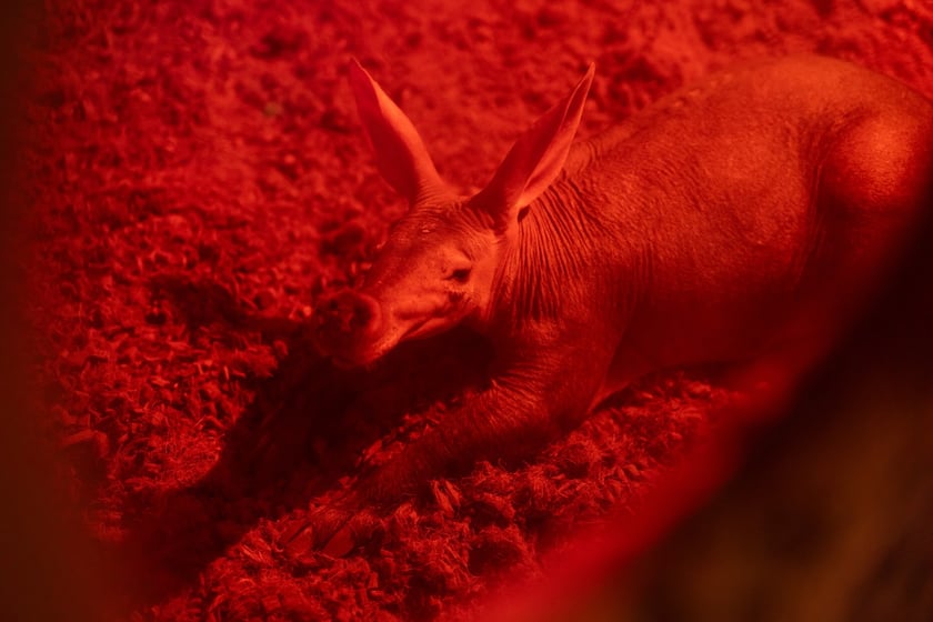 Nocowanie w Afrykarium