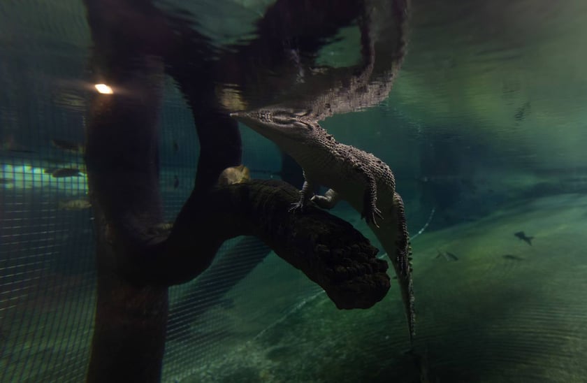 Nocowanie w Afrykarium