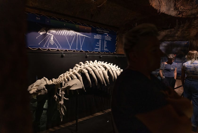 Nocowanie w Afrykarium