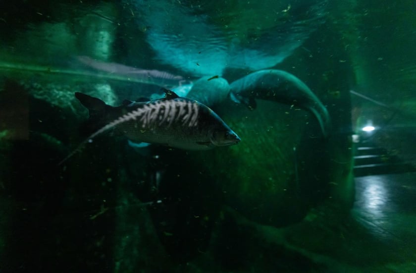 Nocowanie w Afrykarium