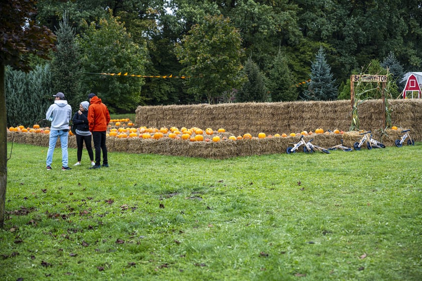 Dynowa Farma przy ul. Wróblewskiego 9, 05.10.2024