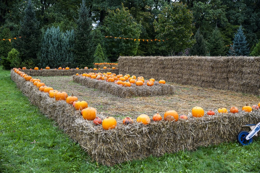 Dynowa Farma przy ul. Wróblewskiego 9, 05.10.2024