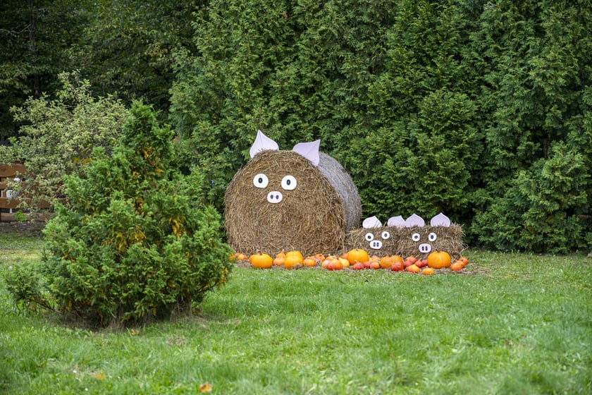 Dynowa Farma przy ul. Wróblewskiego 9, 05.10.2024