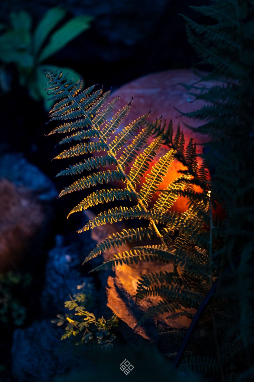 Dyniowe, wieczorne iluminacje w Ogrodzie Botanicznym