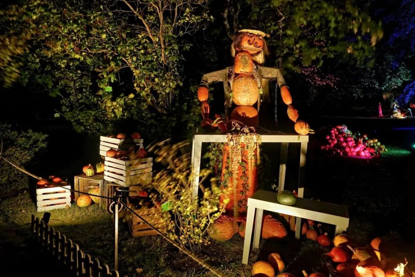 Dyniowe, wieczorne iluminacje w Ogrodzie Botanicznym