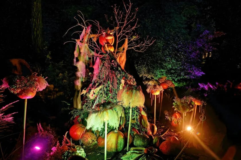 Dyniowe, wieczorne iluminacje w Ogrodzie Botanicznym